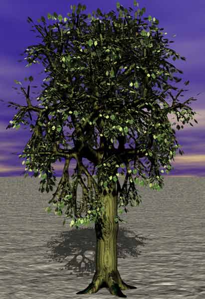 Tree 20