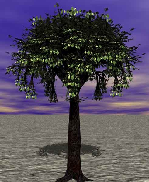 Tree 21