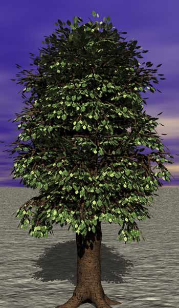 Tree 22