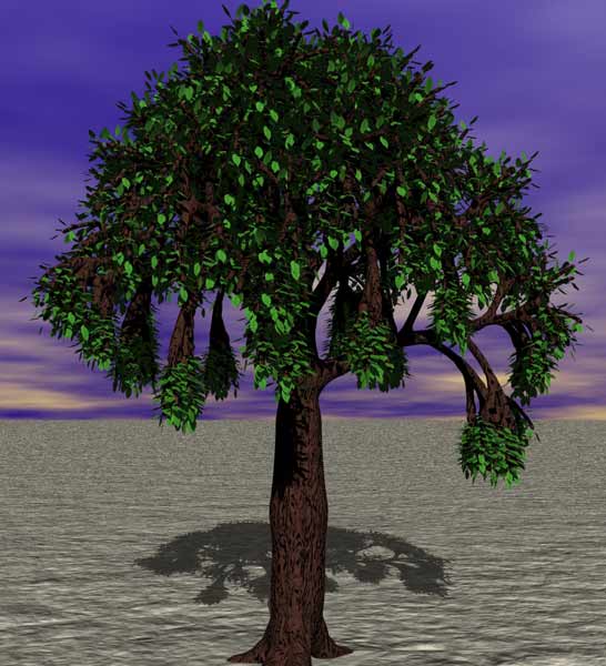 Tree 25