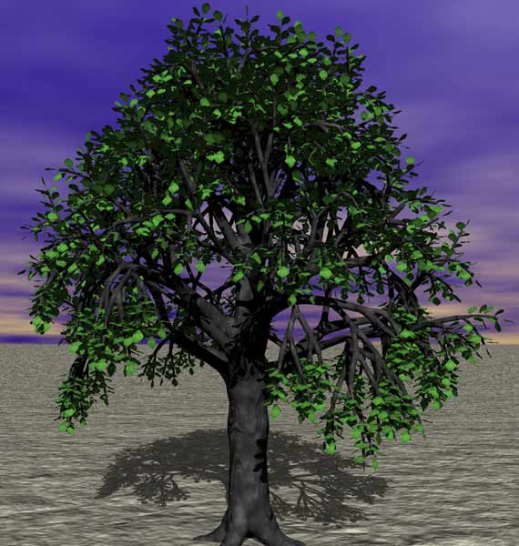Tree 26