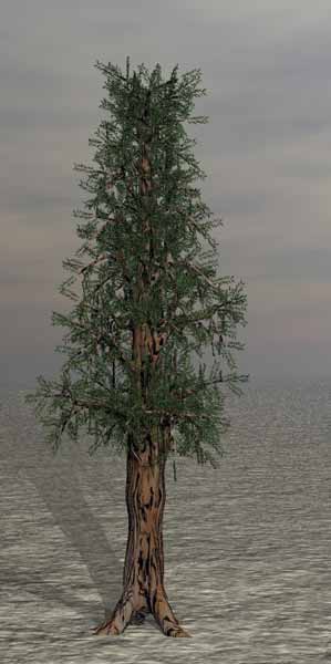 Tree 34