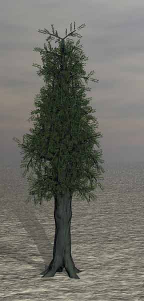 Tree 36