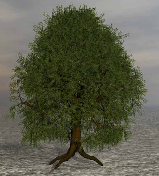 Tree 41