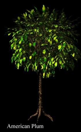 American Plum