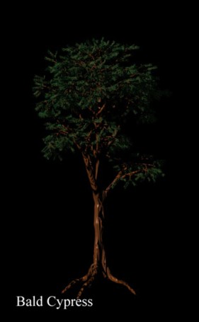 Bald Cypress