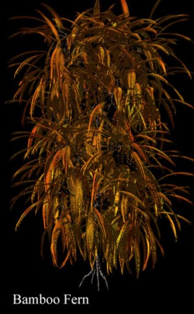 Bamboo