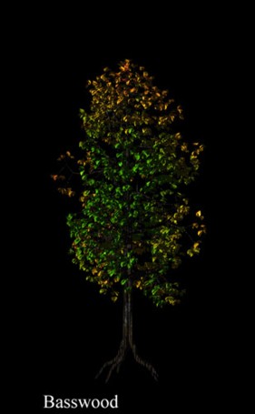 Basswood