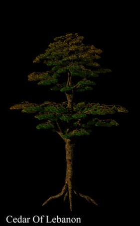 Cedar Of Lebanon