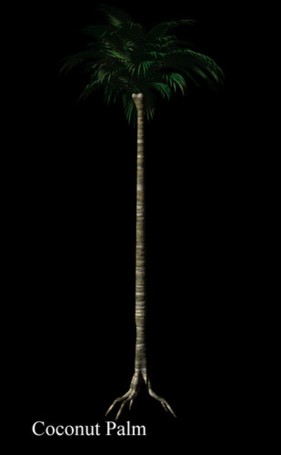 Coconut Palm